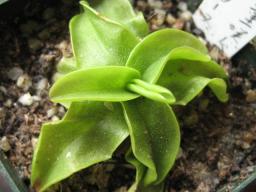 八重咲き虫捕りスミレローズPinguicula primuliflora Rose