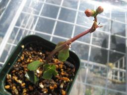 八重咲きカランコエ