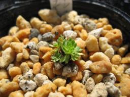 Saxifraga flagelaris