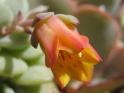 ローラ（静夜？）開花