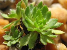Saxifraga flagelaris