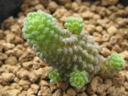 ポリフィラ子吹き