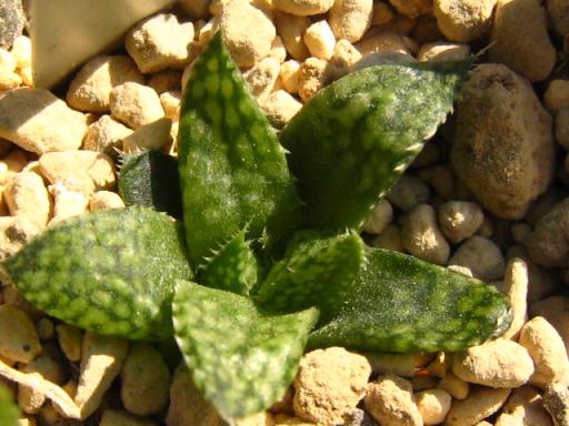 エメリアエムルチリネアータ