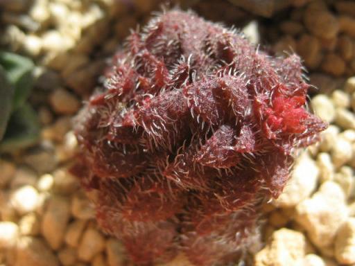 クラッスラＳＰ紅葉