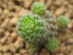 ポリフィラ子吹き正面