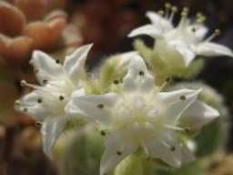 新ヒントニー開花