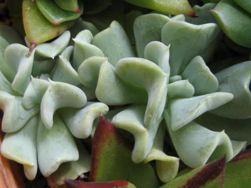 トップシーツルビー