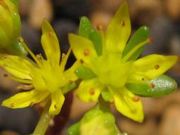 ジャポニクムセナネンセ開花