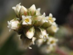 インテルプタ開花