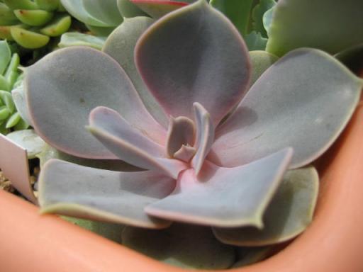 パールホンニュルンブルグ