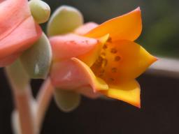 野ばらの精開花