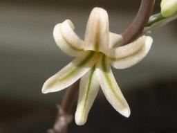 ルテオローサ開花