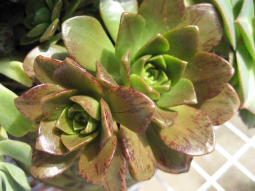 グリーンティー