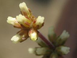 ブペンケンス開花