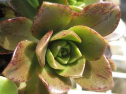 グリーンティー