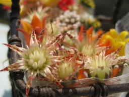 多肉花かご２