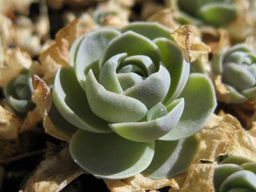 子持ちれんげ赤ちゃん