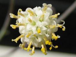 白寿楽開花