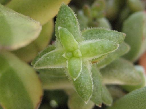 スターダスト・北極星