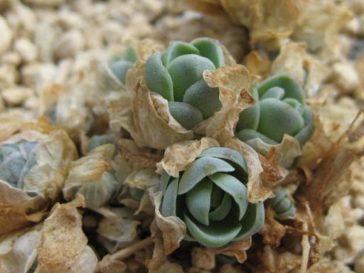 アオノイワレンゲ