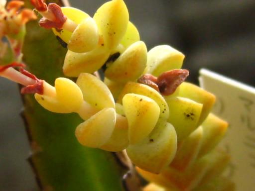 マルニエリアーナ