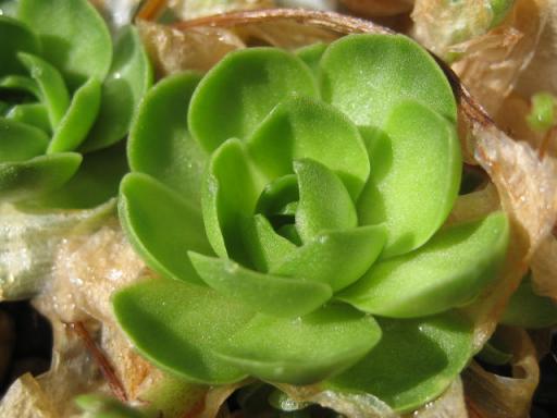 薄紅れんげ赤ちゃん