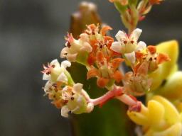 マルニエリアーナ開花