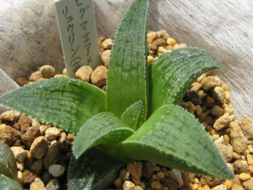 ピグマエア×竜鱗