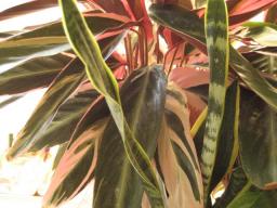 ストロマンテ・サングイネア2