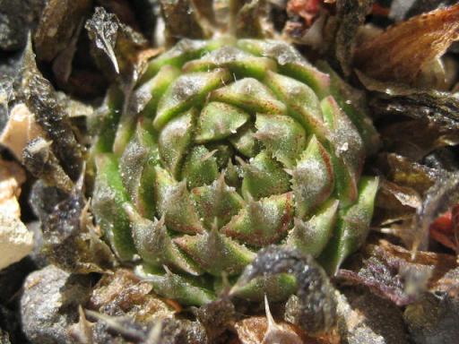 八つ頭赤ちゃん