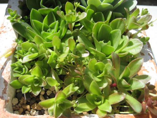 玄海岩れんげと薄紅れんげ