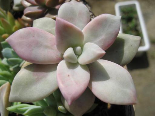 グラプトペタルム不明種