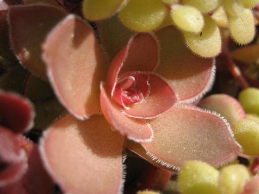 オルビキュラリス