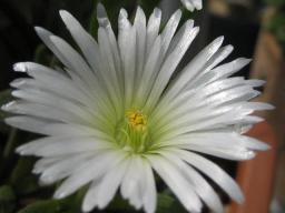 沙座蘭（白花）開花