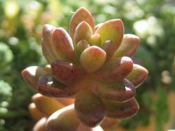 ホワイトストーンクロプ