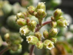 ホッテントッタ開花