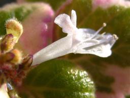 ミントリーフ斑入り開花