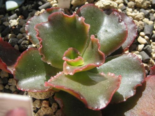 オブツシフォリア