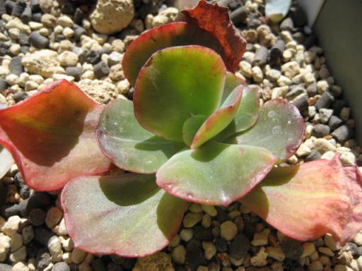 ロゼオグランデ