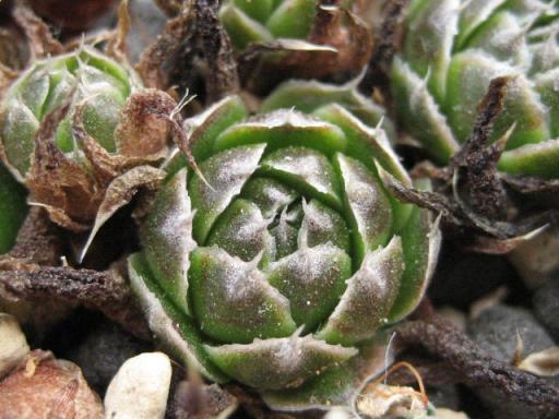 爪れんげ赤ちゃん