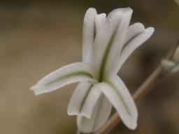 ビスコーサバリエガータ開花