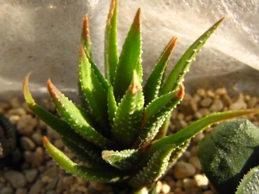 ヤコブセニアナ