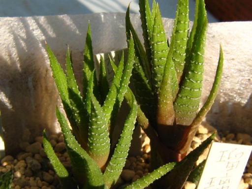 レインワルデー