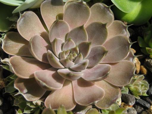 対馬爪れんげ５月