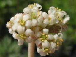 ワーテルメイエリー開花