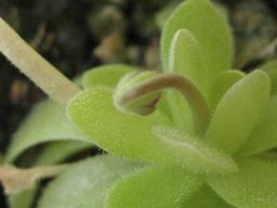 エーレルサエ花芽５