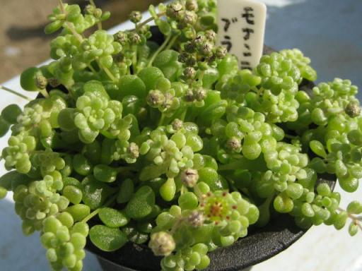 ブラキカウロン