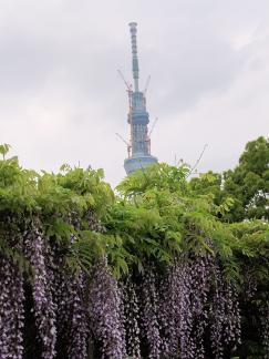 スカイツリーと亀戸天神の藤