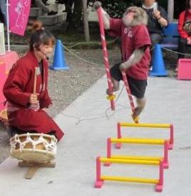 亀戸天神の猿まわし