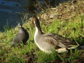 睨み合う鳩とオナガガモ